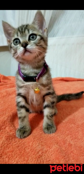 British Shorthair, Kedi  Gofret fotoğrafı