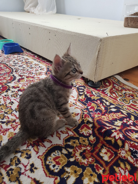 British Shorthair, Kedi  Gofret fotoğrafı