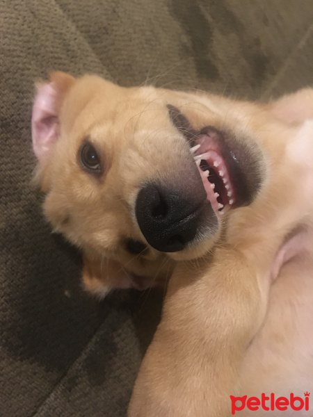 Labrador Retriever, Köpek  Odin fotoğrafı