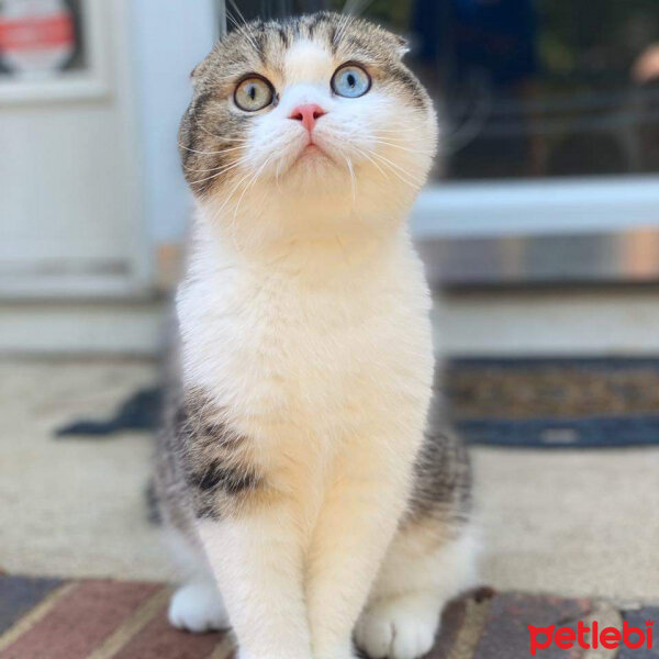 Scottish Fold, Kedi  Maya fotoğrafı