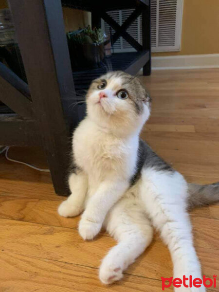 Scottish Fold, Kedi  Maya fotoğrafı