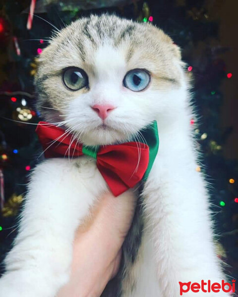 Scottish Fold, Kedi  Maya fotoğrafı