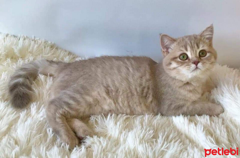 British Shorthair, Kedi  Dobby fotoğrafı