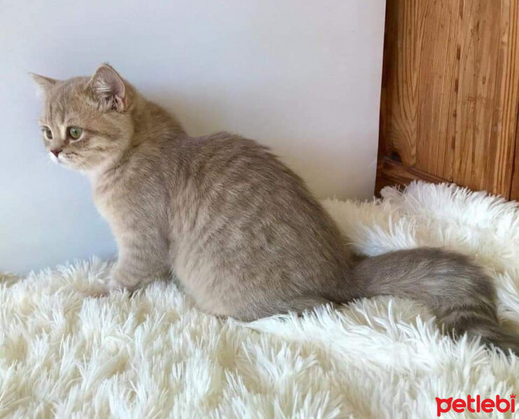 British Shorthair, Kedi  Dobby fotoğrafı