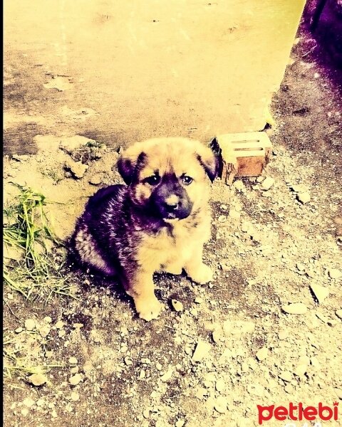 Kangal, Köpek  Zeus fotoğrafı