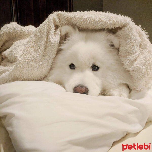 Samoyed, Köpek  Lina fotoğrafı