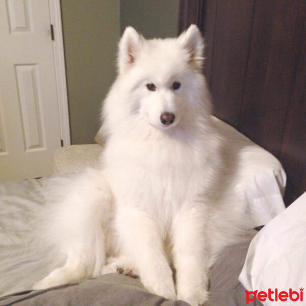 Samoyed, Köpek  Lina fotoğrafı