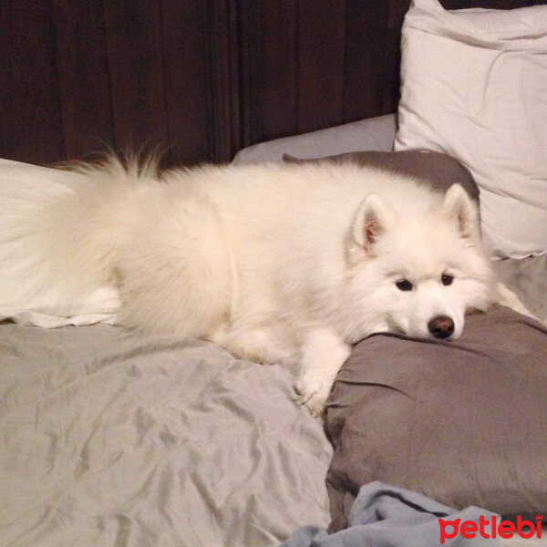 Samoyed, Köpek  Lina fotoğrafı