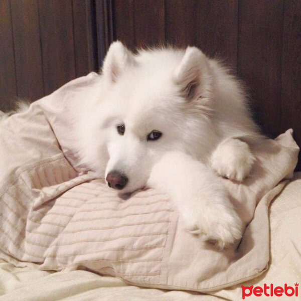 Samoyed, Köpek  Lina fotoğrafı