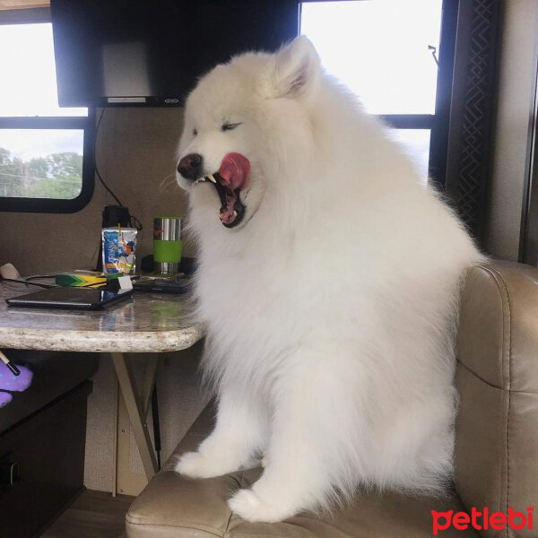 Samoyed, Köpek  Lina fotoğrafı