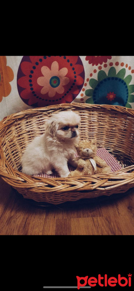 Pekingese, Köpek  Adı yok fotoğrafı