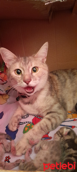 American Shorthair, Kedi  Maya fotoğrafı