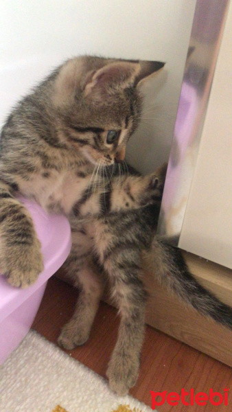 Tekir Kedi, Kedi  Mavi fotoğrafı
