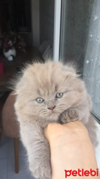 Scottish Fold, Kedi  Mia fotoğrafı