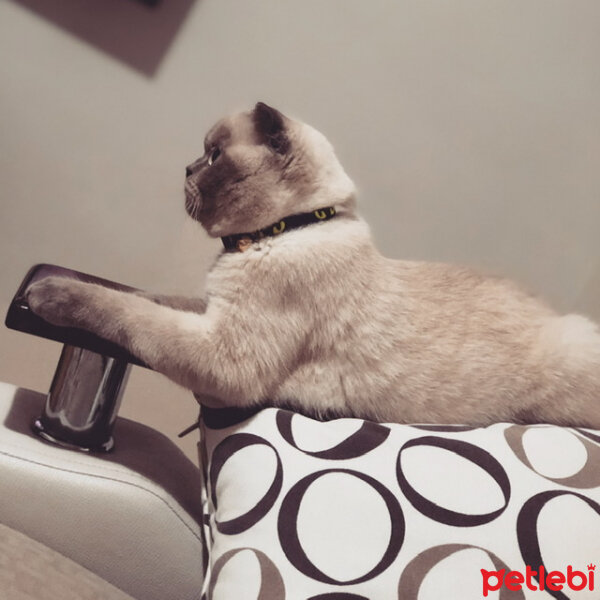 Scottish Fold, Kedi  BALPATLAK fotoğrafı