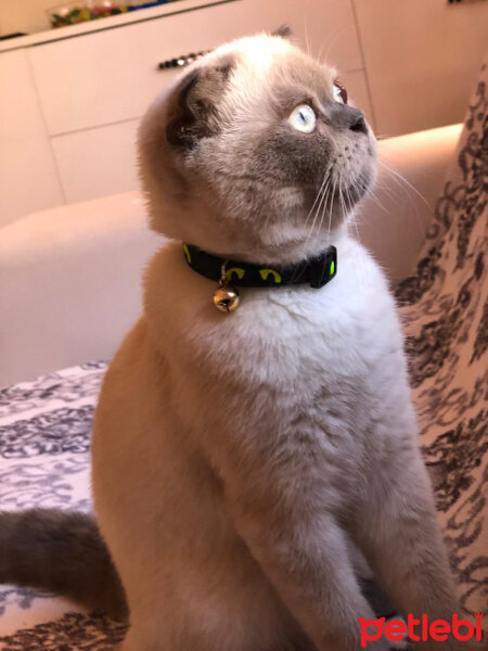 Scottish Fold, Kedi  BALPATLAK fotoğrafı