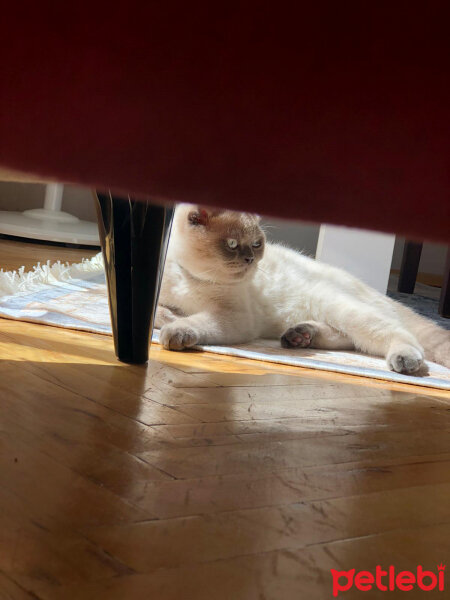 Scottish Fold, Kedi  BALPATLAK fotoğrafı