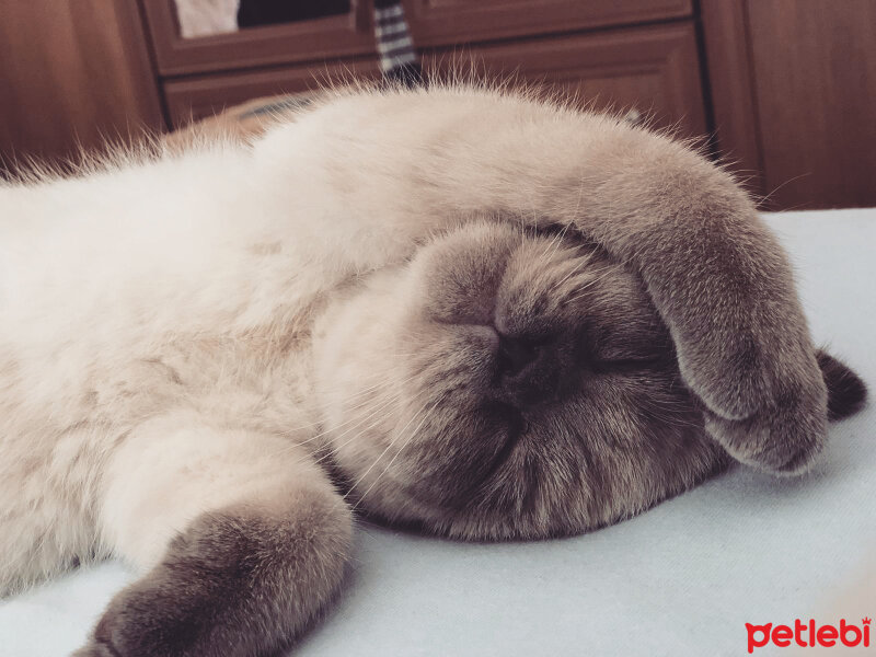 Scottish Fold, Kedi  BALPATLAK fotoğrafı