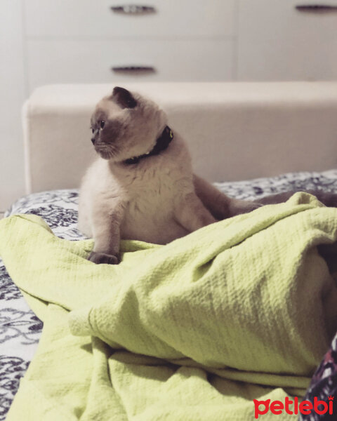 Scottish Fold, Kedi  BALPATLAK fotoğrafı