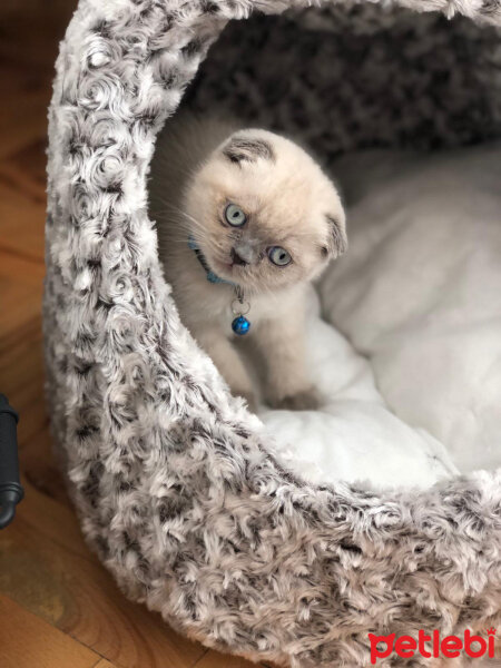 Scottish Fold, Kedi  BALPATLAK fotoğrafı