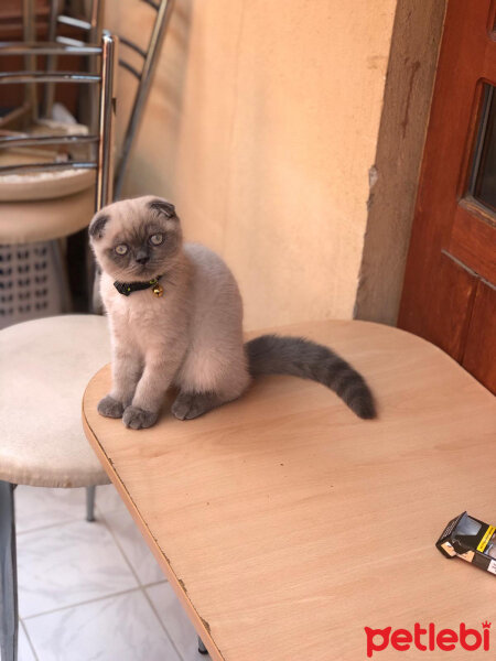 Scottish Fold, Kedi  BALPATLAK fotoğrafı