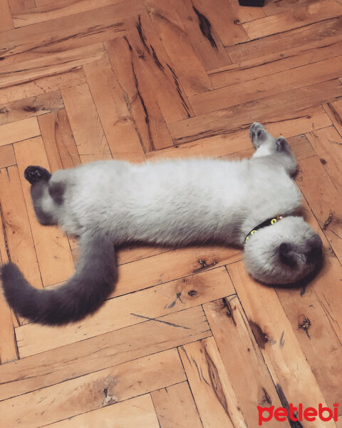 Scottish Fold, Kedi  BALPATLAK fotoğrafı