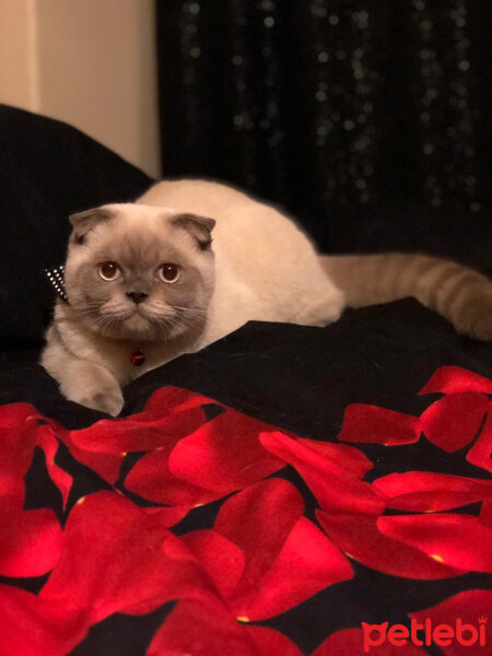 Scottish Fold, Kedi  BALPATLAK fotoğrafı