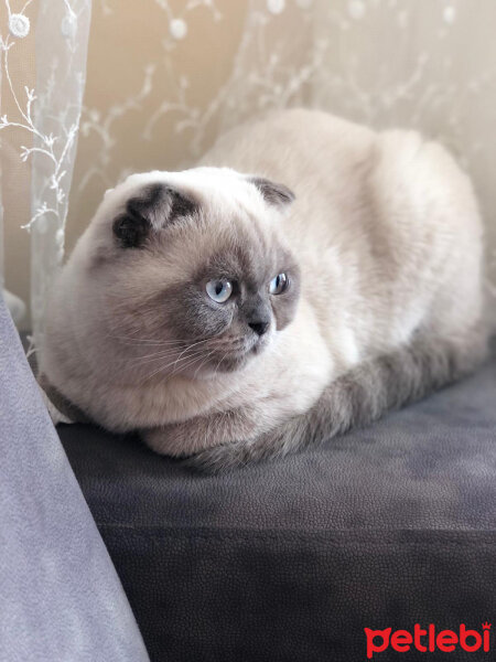 Scottish Fold, Kedi  BALPATLAK fotoğrafı