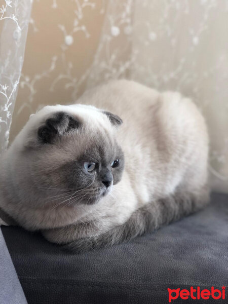 Scottish Fold, Kedi  BALPATLAK fotoğrafı