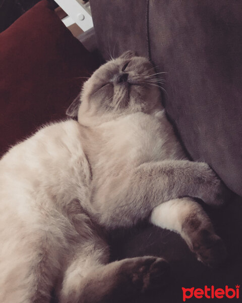 Scottish Fold, Kedi  BALPATLAK fotoğrafı