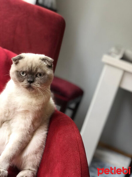 Scottish Fold, Kedi  BALPATLAK fotoğrafı