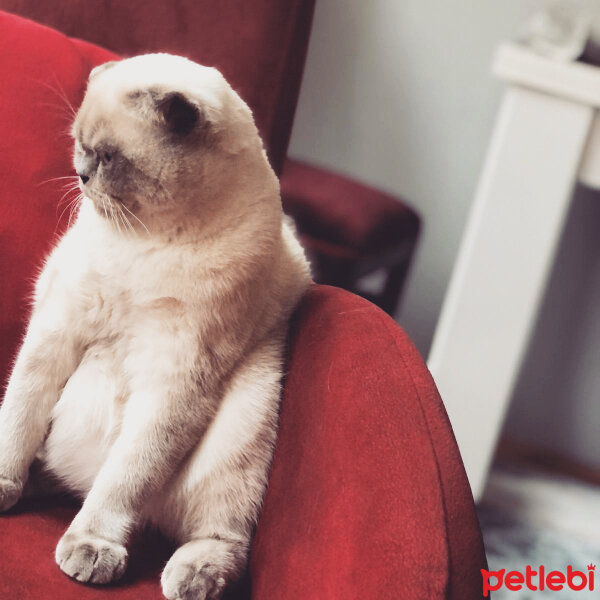 Scottish Fold, Kedi  BALPATLAK fotoğrafı