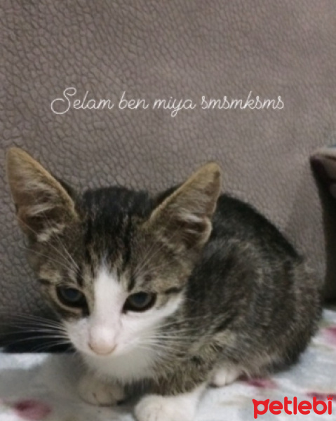 Tekir Kedi, Kedi  Miya fotoğrafı