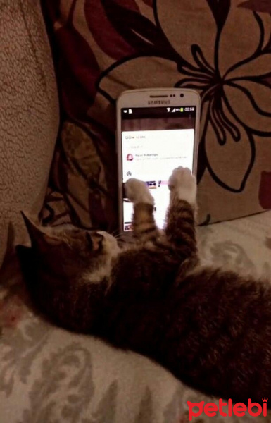 Tekir Kedi, Kedi  Miya fotoğrafı