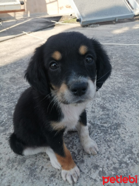 Labrador Retriever, Köpek  Hayat fotoğrafı