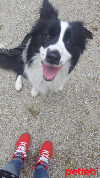 Border Collie, Köpek  Odie fotoğrafı