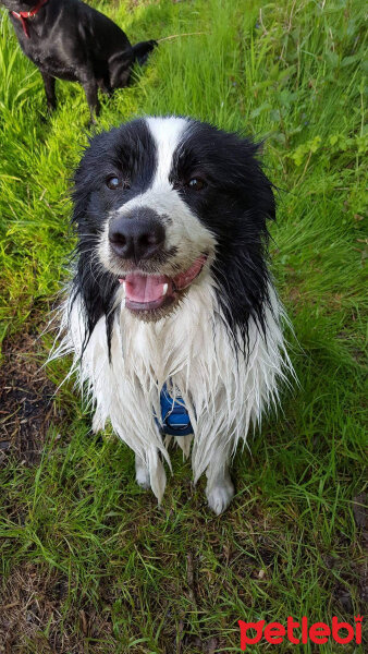 Border Collie, Köpek  Odie fotoğrafı