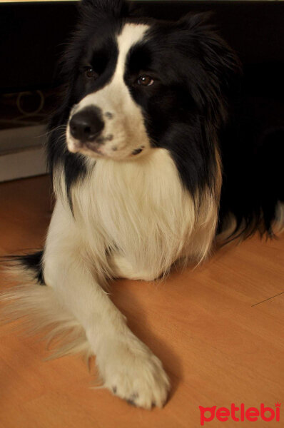 Border Collie, Köpek  Odie fotoğrafı