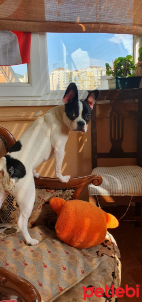 Fransız Bulldog, Köpek  luna fotoğrafı
