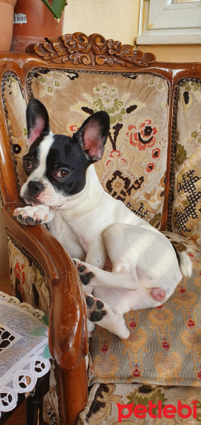 Fransız Bulldog, Köpek  luna fotoğrafı