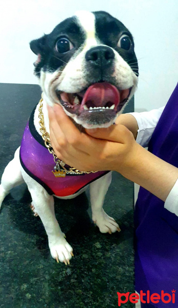 Fransız Bulldog, Köpek  luna fotoğrafı
