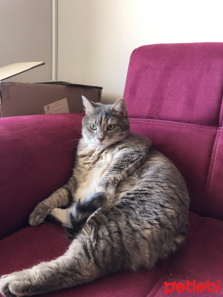 Tekir Kedi, Kedi  Mia fotoğrafı