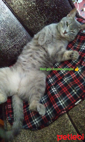 Mavi Rus, Kedi  Duman fotoğrafı