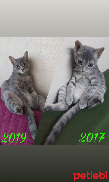 Mavi Rus, Kedi  Duman fotoğrafı