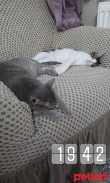 Mavi Rus, Kedi  Duman fotoğrafı