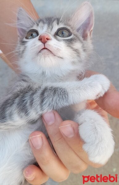 Tekir Kedi, Kedi  Pamuş fotoğrafı