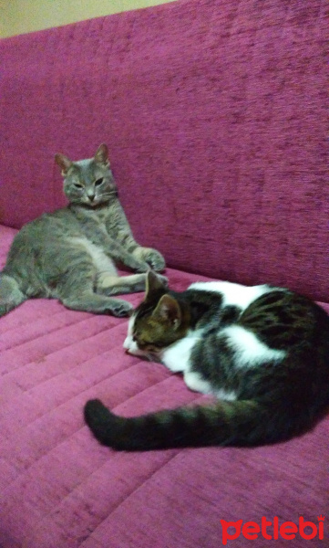 Tekir Kedi, Kedi  Minnak fotoğrafı