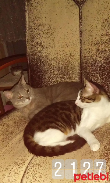 Tekir Kedi, Kedi  Minnak fotoğrafı