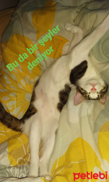 Tekir Kedi, Kedi  Minnak fotoğrafı