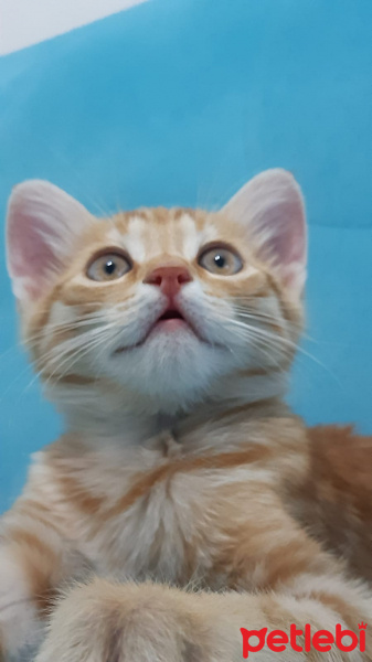 Sarman, Kedi  Merkür fotoğrafı